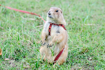 prairie dog looking something on green playground lawn
