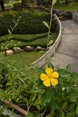 single flower in garden