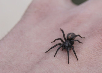 spider on hand