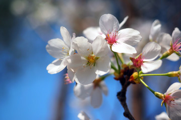 Prunus × yedoensis
