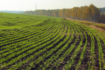 Green sprouts of wheat in autumn. Winter crops sown on the field © aquatarkus