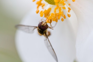Hoverfly sucks nectar from a blossom