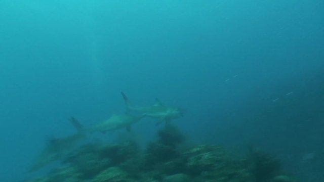 Dangerous Shark Underwater Video Cuba Caribbean Sea