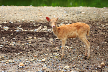 young deer