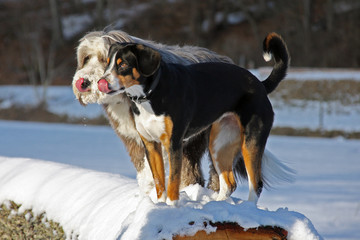 Bearded Collie and Entlebucher dog standing on a trunk