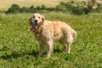 Golden Retriever