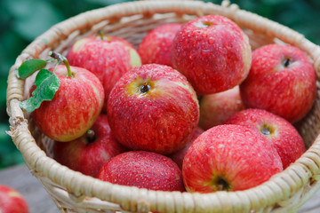 Basket with apples harvest in fall garden