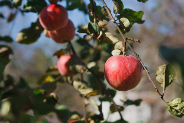 Red ripe apple on branch closeup of tree in garden