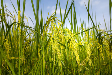 Rice spike in rice field