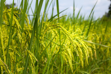 Rice spike in rice field