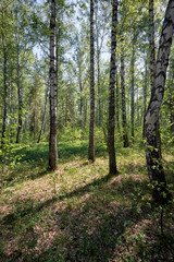 Birch forest at Spring time