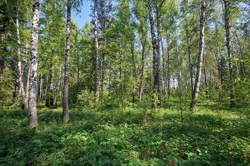 Birch forest at Spring time