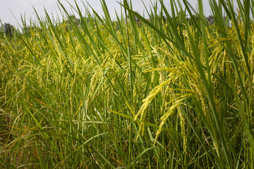 Rice spike in rice field