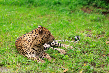 Leopard lying on the grass in the zoo.