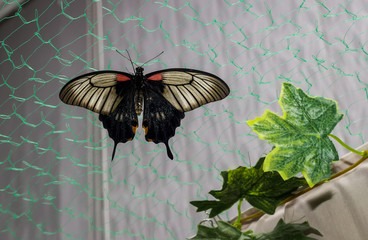 Tropical butterfly Papilio lowi