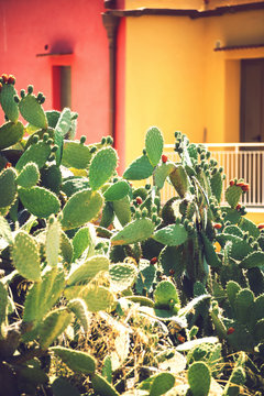 Prickly pears (Opuntia ficus-indica) - also known as indian figs