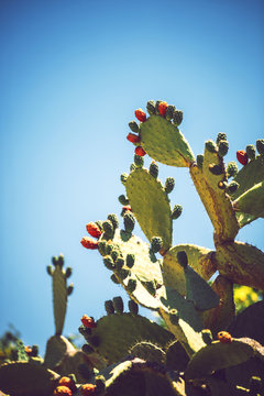 Prickly pears (Opuntia ficus-indica) - also known as indian figs