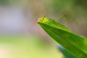 Grasshopper eating green leaf