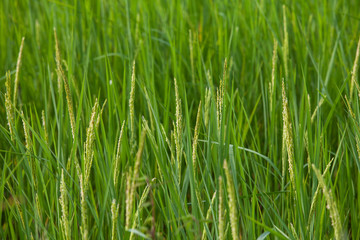 Rice spike in rice field of thailand.