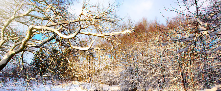 Tree branch and winter forest.