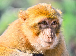 Barbary macaque at the Ouzoud falls in Morocc