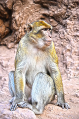 Barbary macaque at the Ouzoud falls in Morocc