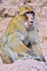 Barbary macaque at the Ouzoud falls in Morocc