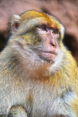 Barbary macaque at the Ouzoud falls in Morocc