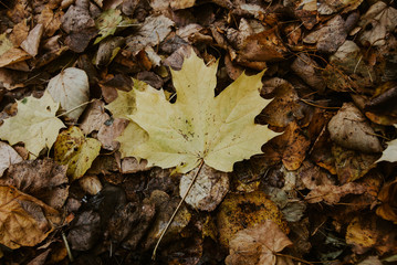 осенняя листва