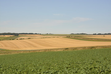 South Downs Countryside, Sussex, England