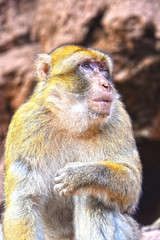 Barbary macaque at the Ouzoud falls in Morocc