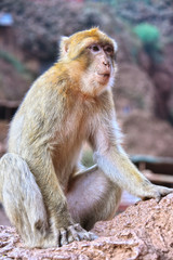 Barbary macaque at the Ouzoud falls in Morocc