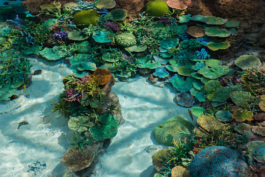 Fototapeta Beautiful coral in underwater with colorful fish.