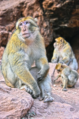 Obraz premium Barbary macaque at the Ouzoud falls in Morocc