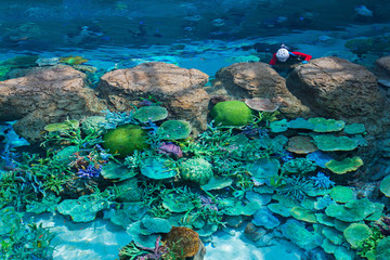 Beautiful coral in underwater with colorful fish.