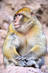 Fototapeta premium Barbary macaque at the Ouzoud falls in Morocc