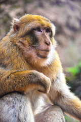 Obraz premium Barbary macaque at the Ouzoud falls in Morocc