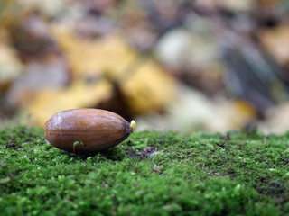 Germinated acorn in autumn forest on the moss