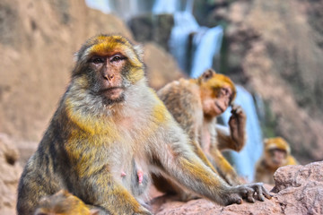 Barbary macaque at the Ouzoud falls in Morocc