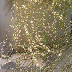 background with small white flowers. Square crop