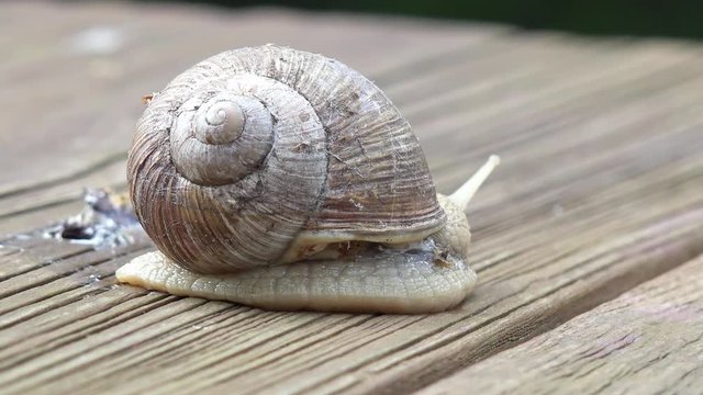 Snail sitting on wood