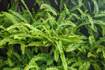Young green leaves of fern on the wall.