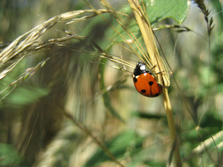 Ladybug on a spike