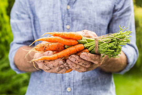 Bunch of young carrots in gardener's hands