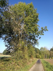 Spaziergang durch die Natur im Herbst bei Sonnenschein und strahlend blauem Himmel auf dem Barkhauser Weg von Oerlinghausen nach Asemissen bei Bielefeld im Teutoburger Wald in Ostwestfalen-Lippe