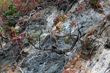 tree growing in the crevice of a rock