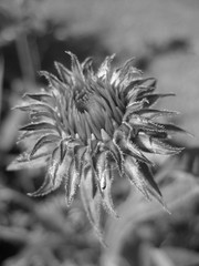 Fototapeta premium Black and white image of a thistle