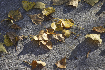 autumn foliage