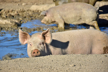 domestic pigs in a wallow