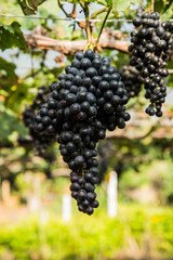 Grape fruit in the vine